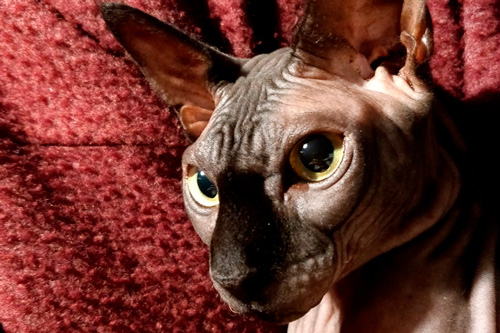 Basetis Cats - Foto del gat Collin