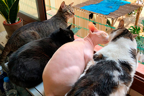 Basetis Cats - Foto dels gats Dewey, Cora, Puddin i Shibo