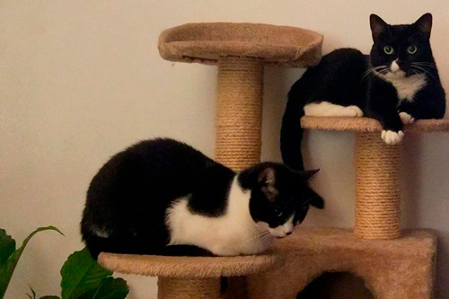 Basetis Cats - Foto de la Gata Christie i Boomer