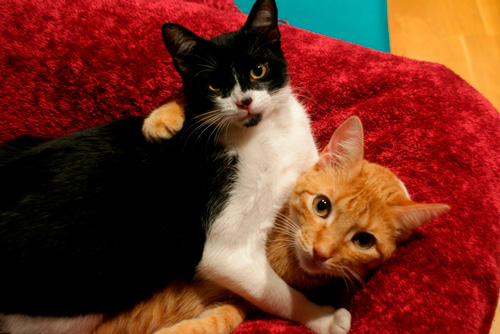 Basetis Cats - Foto de les gates Rita i Txispa