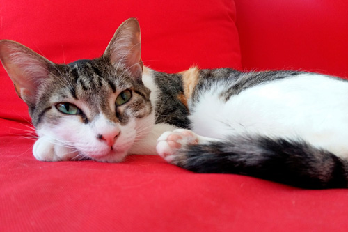 Basetis Cats - Foto de la gata Rita