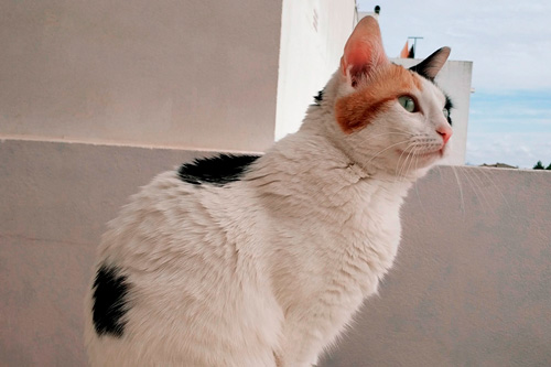 Basetis Cats - Foto de la gata Saha