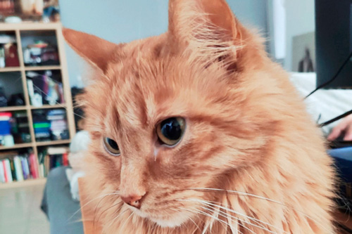 Basetis Cats - Foto del gat Sputnik