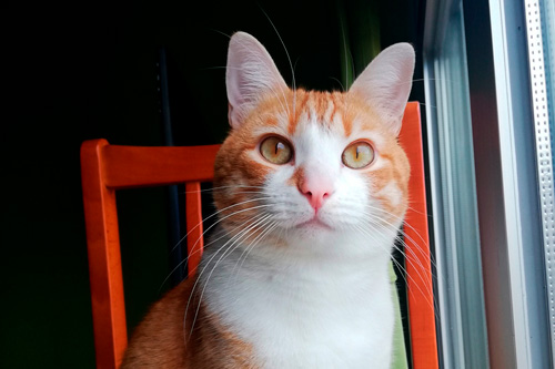 Basetis Cats - Foto del gat Tomàquet