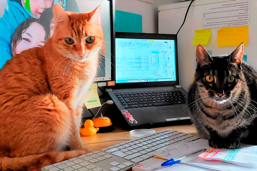 Basetis Cats - Foto dels gats Yoko i Bruce