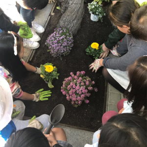 enjardinament d'escocells